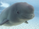 Beluga Whale, Marine Park, Niagara Falls, Ontario, Canada Photographic Print by Darwin Wiggett