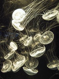 Crystal Jellyfish, Aequorea Aequorea, in an Aquarium Fotografie-Druck von James Forte