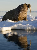 Walrus on Iceberg Near Kapp Lee in Midnight Sun Photographic Print by Paul Souders