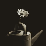 Single Daisy in Antique Watering Can Photographic Print by Tom Marks