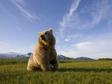Brown Bear in Meadow at Hallo Bay in Katmai National Park Photographic Print by Paul Souders