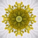 Kaleidoscope of Clematis flower Photographic Print by Charles Krebs