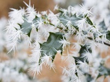 Needle ice on holly leaves Photographic Print by Ashley Cooper