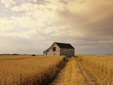 Old Barn in Maturing Spring Wheat Field, Tiger Hills, Manitoba, Canada. Photographic Print by Dave Reede
