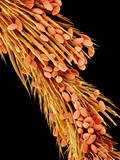 Leg of a bee with pollen Photographic Print by Micro Discovery 