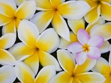 Flores de Frangipani Lámina fotográfica por Darrell Gulin Flores de Frangipani Lámina fotográfica por Darrell Gulin