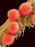 Pollen on Pistil of Mallow Photographic Print by Micro Discovery 