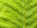 Cinnamon Fern (Osmunda Cinnamomea) Detail of Emerging Fronds, Lively, Ontario, Canada. Photographie par Don Johnston