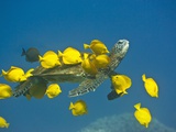 Green sea turtle with passengers Fotografie-Druck von Tim Davis