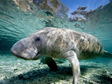 Florida Manatee Photographic Print by Stephen Frink Florida Manatee Photographic Print by Stephen Frink