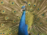 Peacock (Pavo cristatus) displaying feathers Photographie par Erich Kuchling