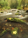 A Stream Flows Through the Rainforest at Goldstream Provincial Park Near Victoria, British Columbia Photographic Print by Glenn Bartley