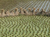 Bound together rice stalks between paddies of rice plants Photographie par O. Louis Mazzatenta