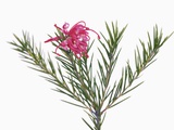 Pink Spider flower Photographic Print by Frank Krahmer