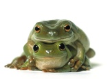 One Frog on Top of Another, White Background Lámina fotográfica por Darwin Wiggett One Frog on Top of Another, White Background Lámina fotográfica por Darwin Wiggett