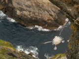 Northern Fulmar diving off cliff over water Photographie par Andrew Parkinson