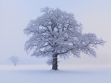 Oaks in winter landscape Photographic Print by Hans Strand