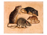 A painting of four rat species. Giclee Print by National Geographic Society 