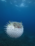 Spotted Porcupine Fish Photographic Print