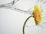 Water Splashing Daisy Photographic Print by Biwa 