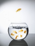 Goldfish jumping out of a bowl and escaping from the crowd Photographic Print by Steve Lupton