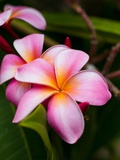 Blossoms of Plumeria, or Frangipani, Cultivated for Lei Garlands Fotografie-Druck von Susan Seubert