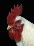 Domestic Rooster (Gallus Domesticus) Fotografie-Druck von Grambo 