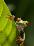 Red-eyed tree frog on leaf Photographic Print by Paul Souders