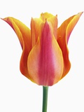 Tulip Photographic Print by Frank Krahmer