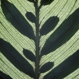 Closeup of Leaf Photographic Print by Micha Pawlitzki