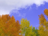 Quaking aspens in fall colors in Grand Teton National Park Photographic Print by John Eastcott & Yva Momatiuk