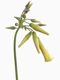 Flower Photographic Print by Frank Krahmer