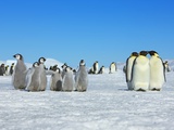 Pingüinos emperador Lámina fotográfica por Frank Krahmer