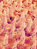 Tongue filiform papillae of a rabbit magnified x300 Photographic Print by Micro Discovery 