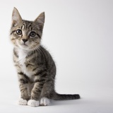 Tabby kitten Photographic Print by Michael Kloth