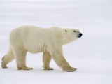 Polar Bear, Churchill, Manitoba Photographic Print by Mike Grandmaison