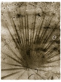 Palmetto Palm Photographic Print by John Kuss