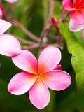 Blossoms of plumeria, or frangipani, cultivated for lei garlands Photographic Print by Susan Seubert