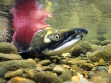 Sockeye Salmon, Adams River, Shuswap, British Columbia, Canada Photographic Print by Wayne Lynch