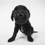 Puppy Looking at Camera Photographic Print by Michael Kloth