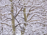Trembling Aspens (populus Tremuloides) in Winter, Sudbury Ontario, Canada Photographic Print by Don Johnston