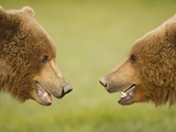 Brown Bears Facing Off at Hallo Bay Photographic Print by Paul Souders