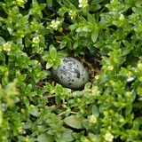 Arctic tern egg in nest Photographic Print