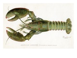 American Lobster (Homarus Americanus Giclee Print by Sherman Foote Denton