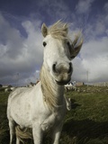 Wild Eriskay ponies grazing in village Photographie par Macduff Everton
