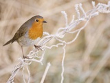 European robin perched on frost covered grass Photographic Print by Andrew Parkinson