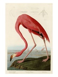 American Flamingo Giclée-tryk af John James Audubon American Flamingo Giclée-tryk af John James Audubon