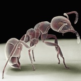 Side view of an ant Photographic Print by David Phillips