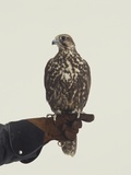 Falcon Resting on handlers arm Lámina fotográfica por John J. Lee Falcon Resting on handlers arm Lámina fotográfica por John J. Lee