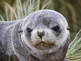 Antarctic Fur Seal (Arctocephalus gazella) pup on Prion Island in the Bay of Isles on the island of Photographic Print by Michael Nolan